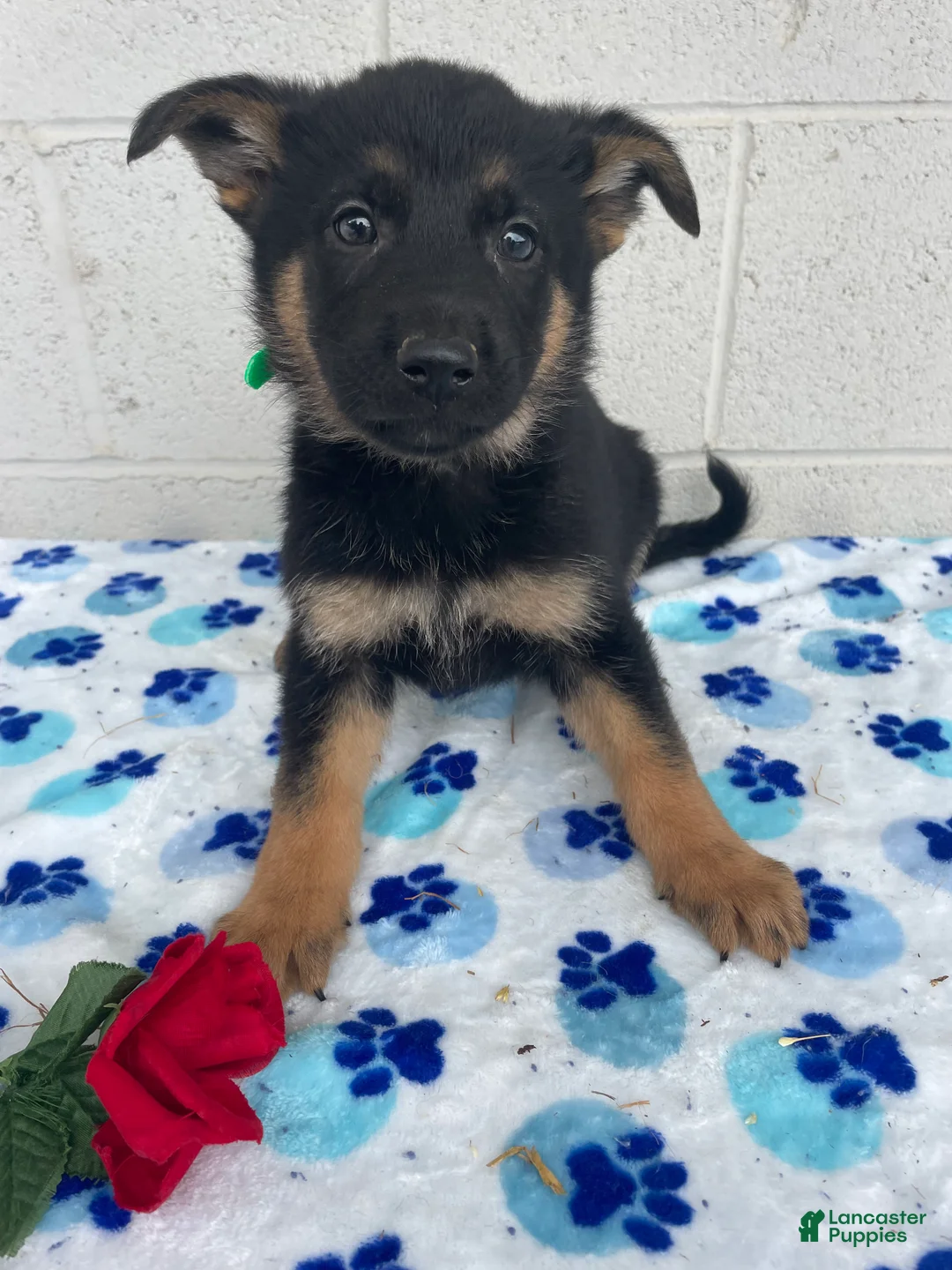 German Shepherd dogs for sale: Carly - Ad 1