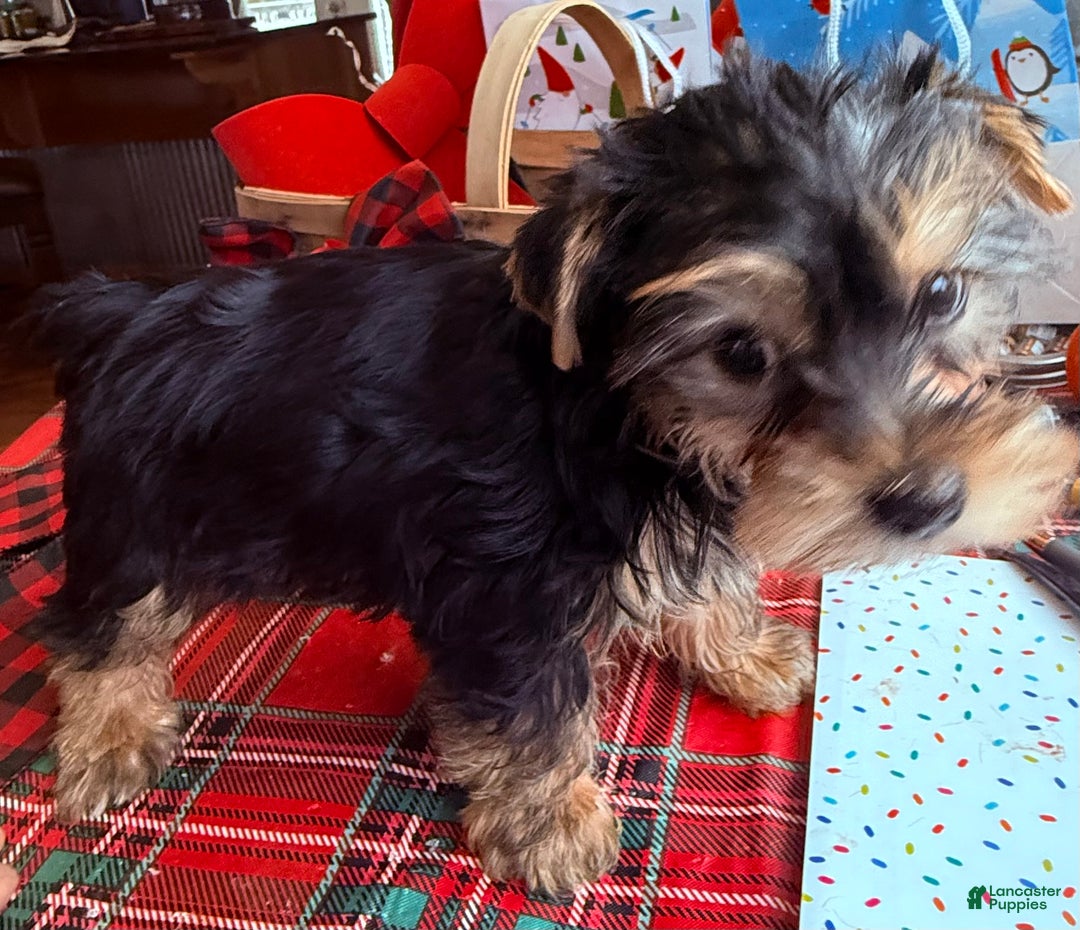 Yorkiepoo dogs for sale: Yorkiepoo Puppy 1 wilson - Ad 3