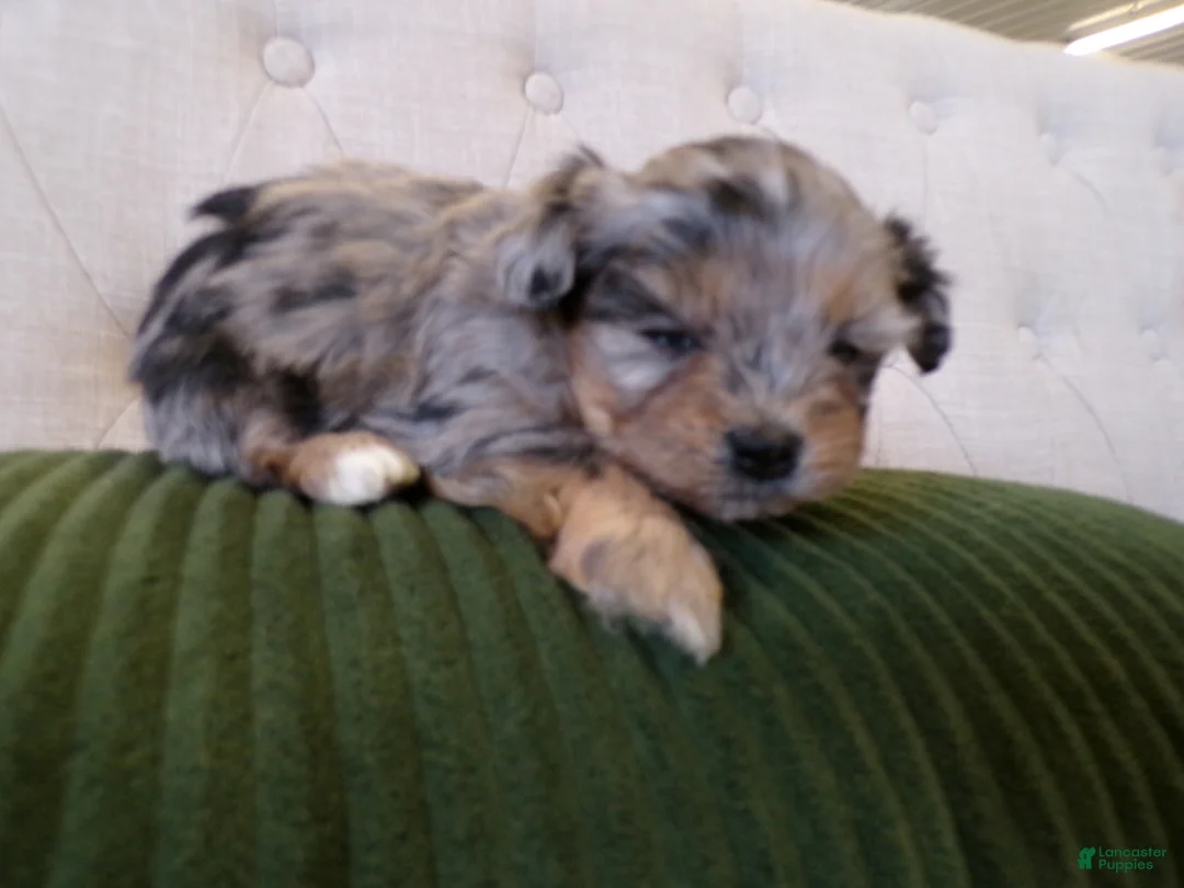Shihpoo dogs for sale: patrick - Ad 2