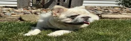 French Bulldog dogs for sale: Snow King Big Rope Fluffy - Ad 4