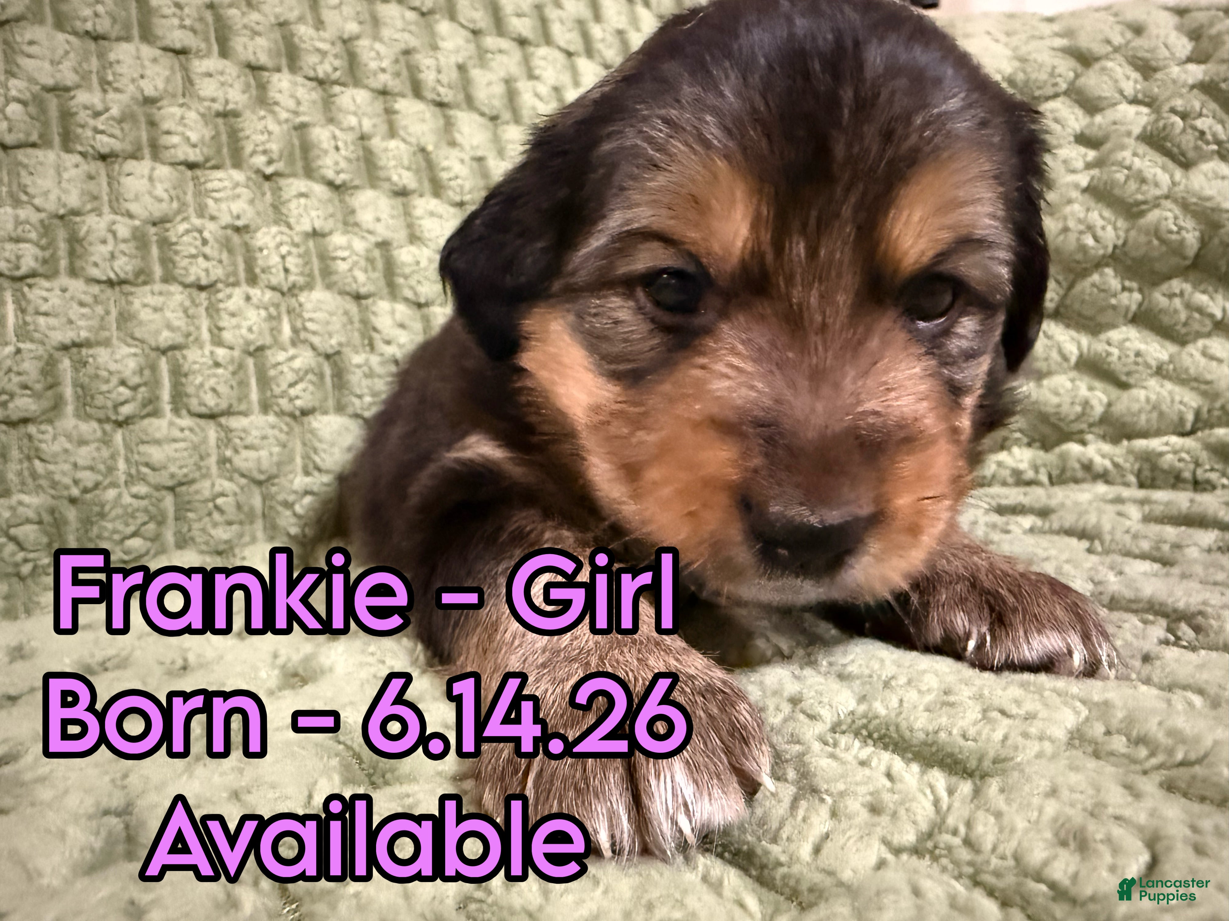 Australian Shepherd dogs Frankie - Ad 11