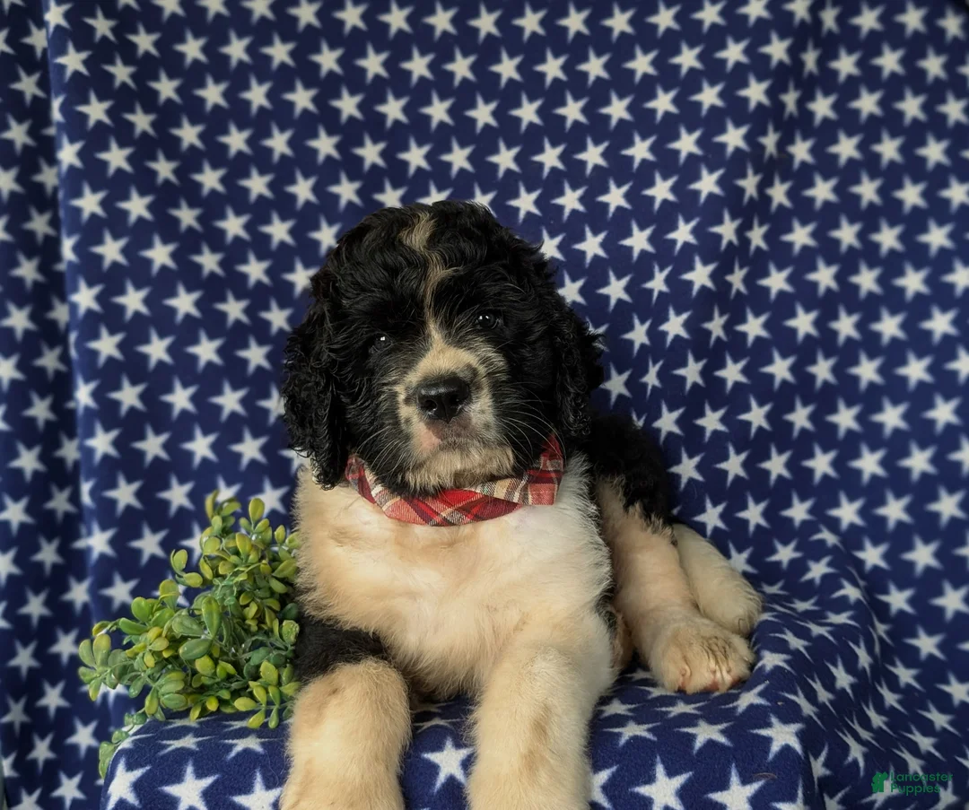 Saint Berdoodles dogs for sale: Clayburn - Ad 5