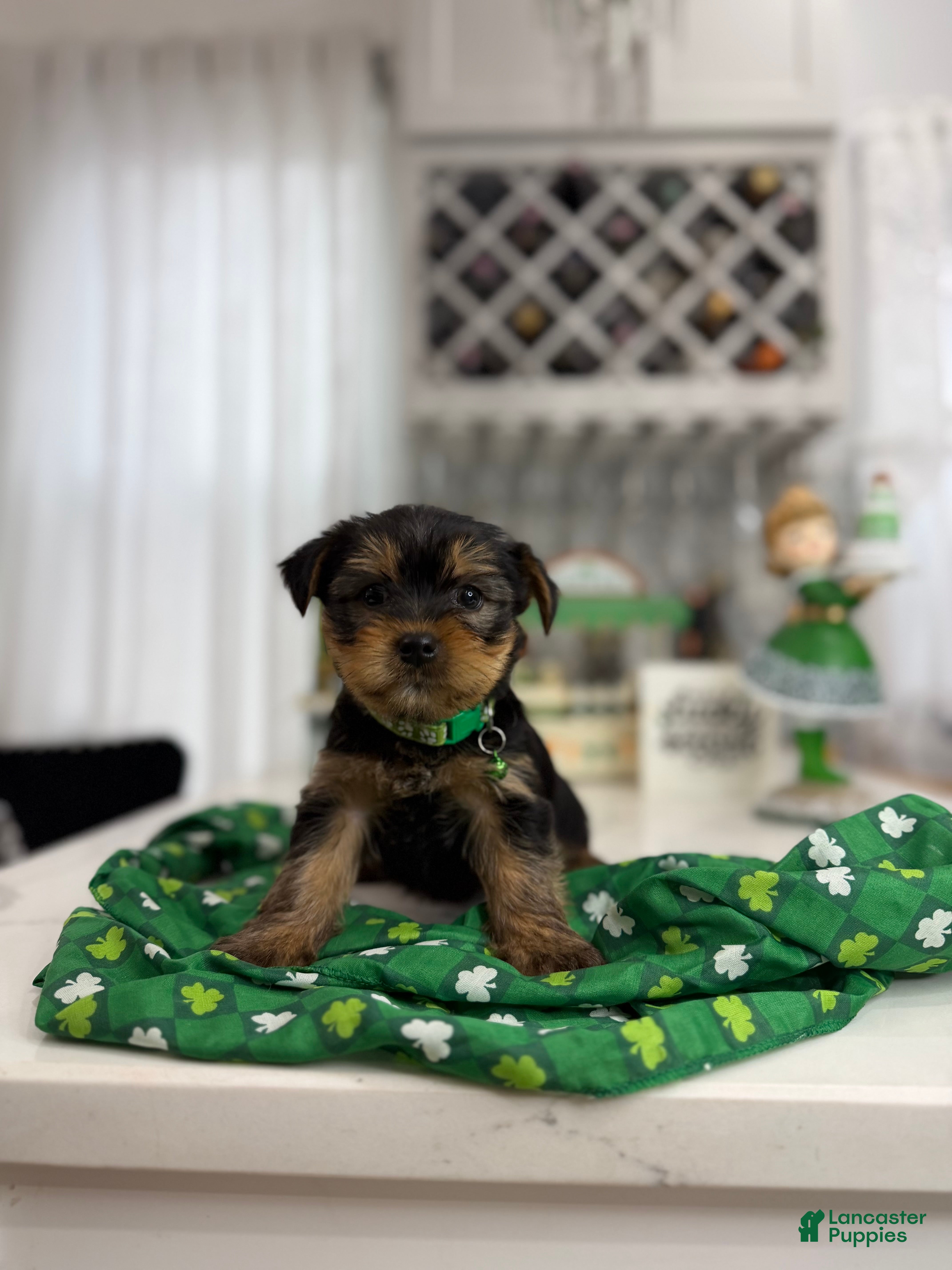 Yorkshire Terrier dogs Drake - Ad 33
