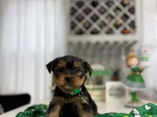 Yorkshire Terrier dogs Drake - Ad 33