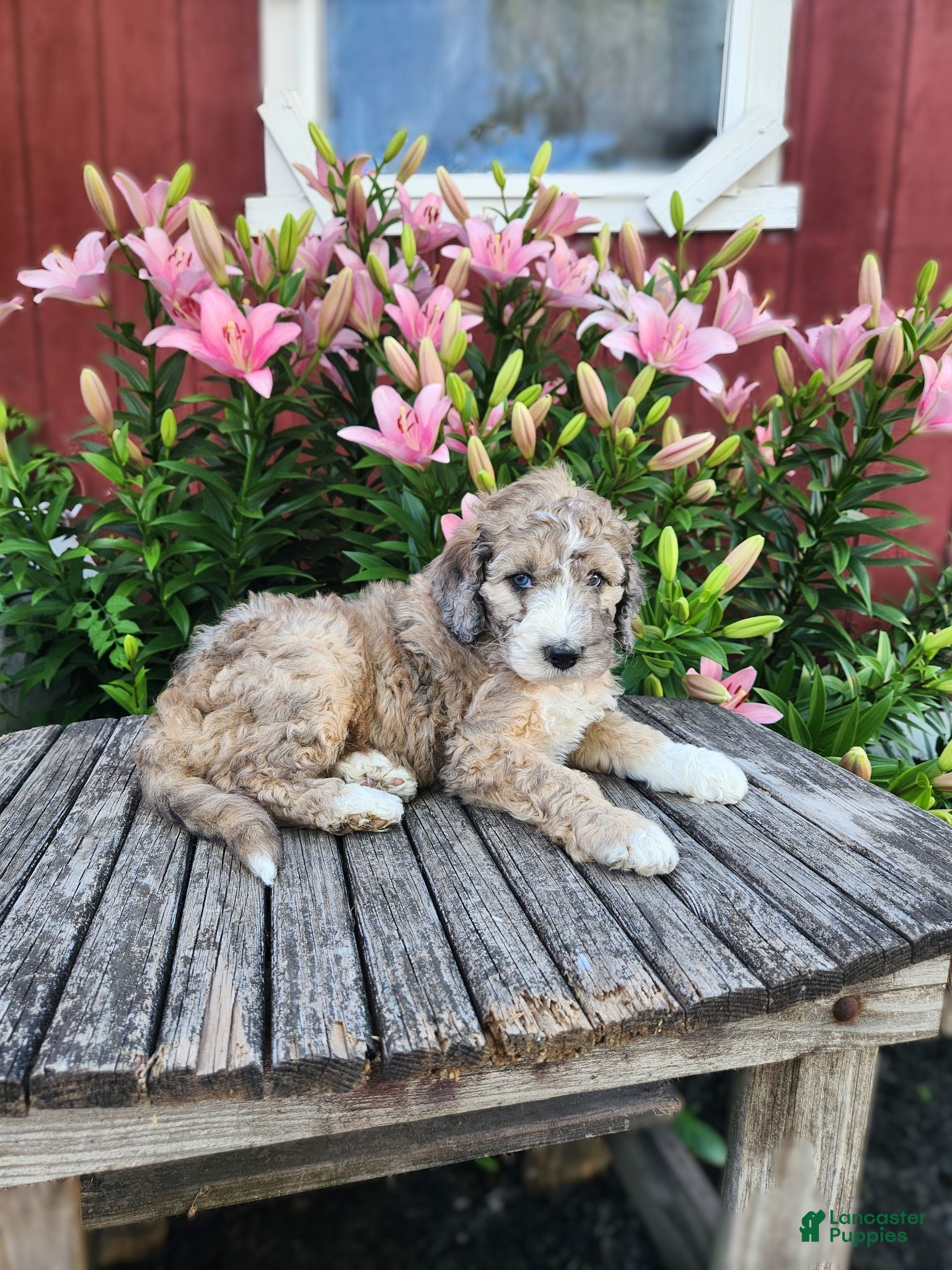 Bernedoodle dogs Champ - Ad 2