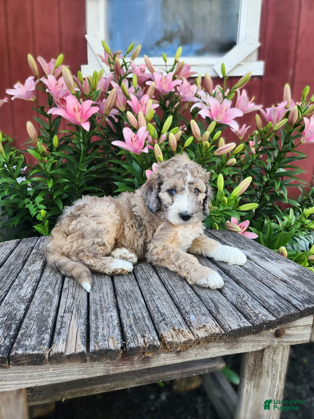 Bernedoodle dogs for sale: Champ - Ad 2