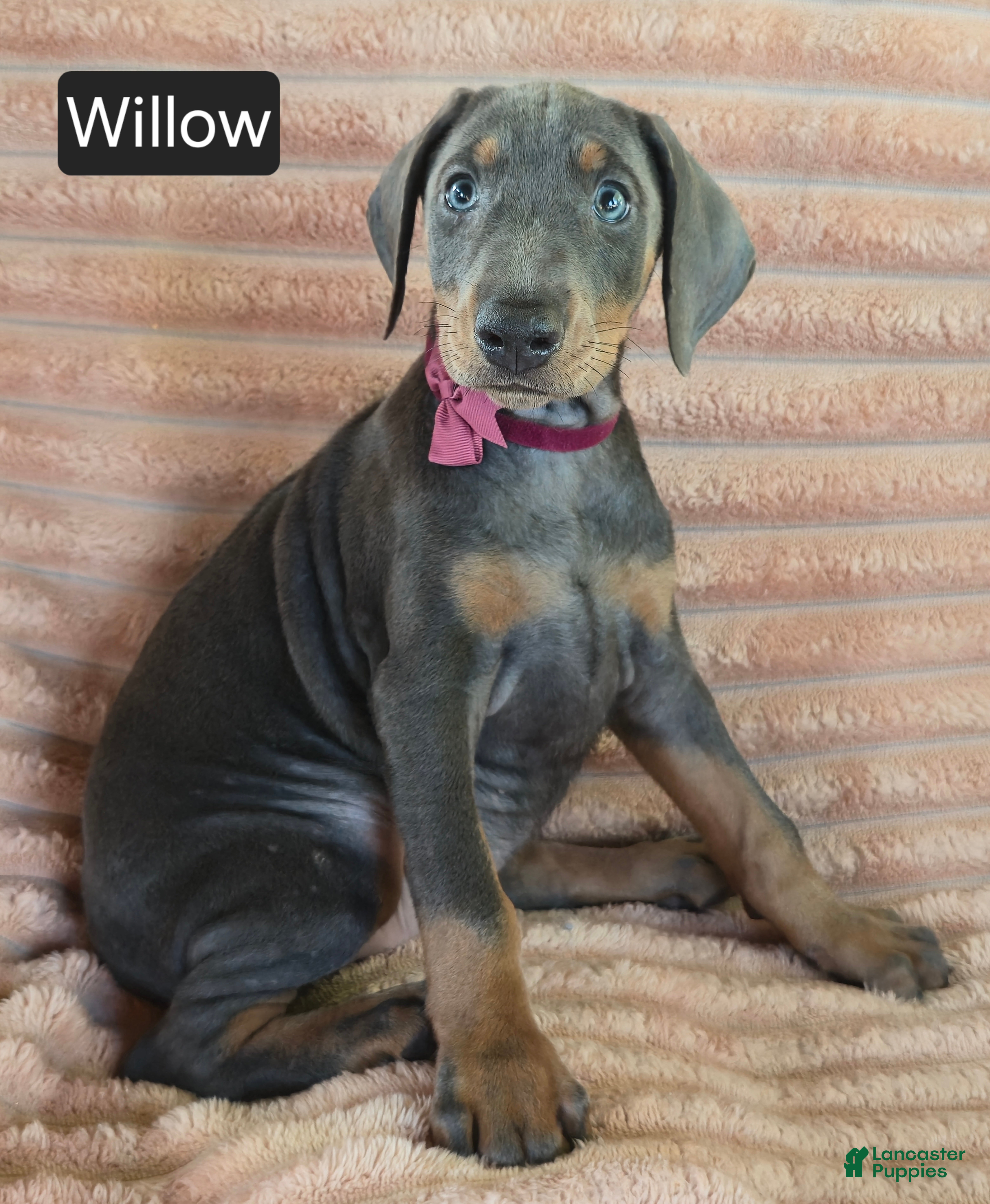 Doberman Pinscher dogs Willow - Ad 2
