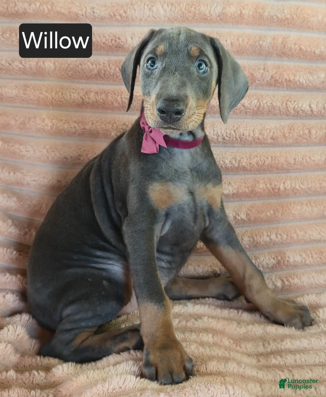 Doberman Pinscher dogs for sale: Willow - Ad 2