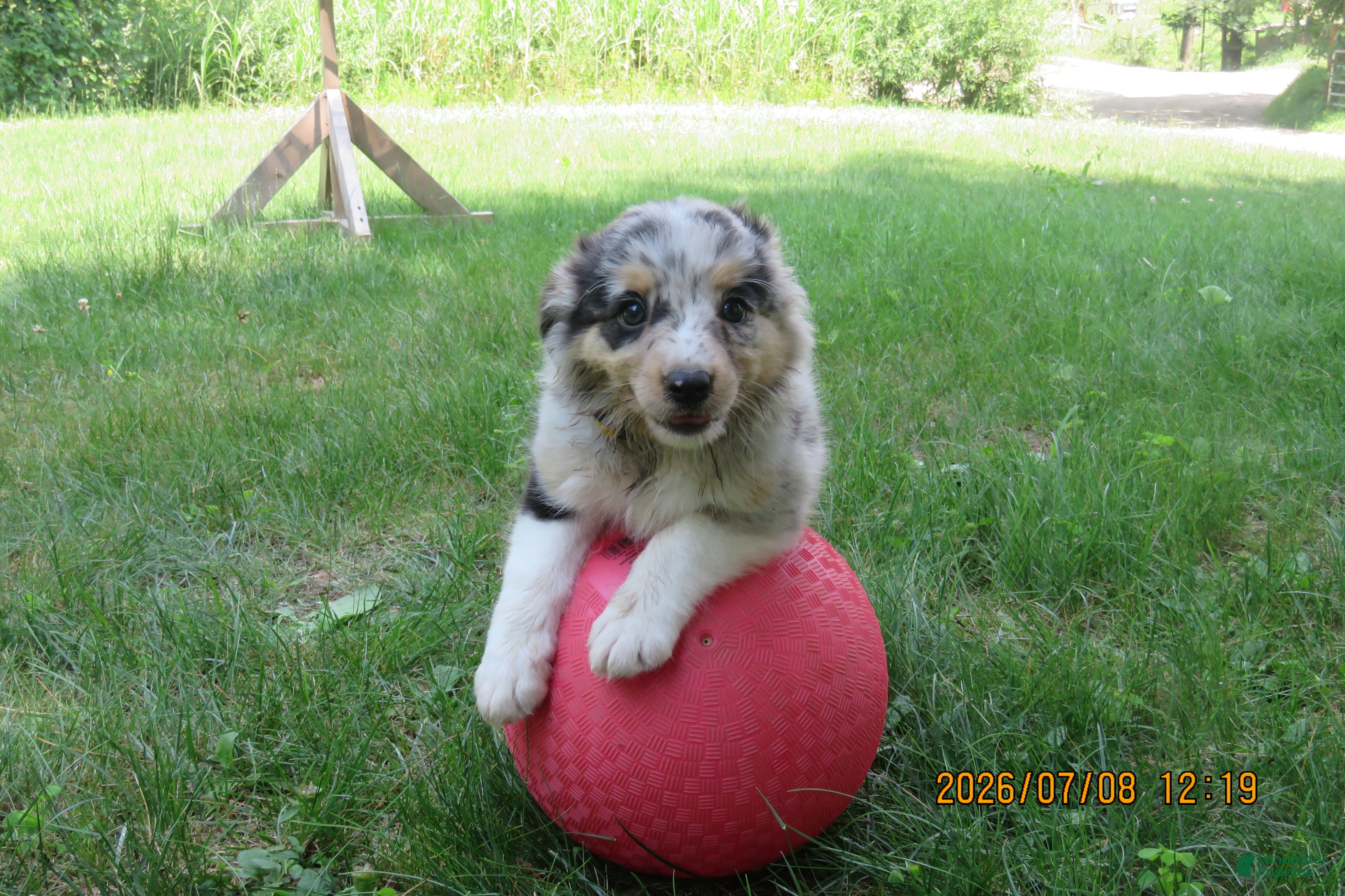 Miniature Australian Shepherd dogs Sweetie - Ad 2