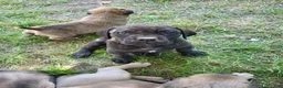 Cane Corso dogs for sale: Cane Corso 5 - Ad 3