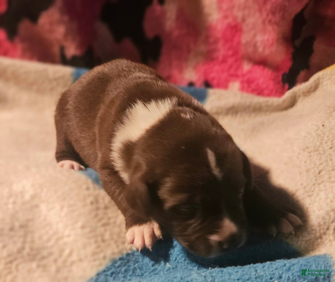 Border Collie dogs for sale: Bailey - Ad 2