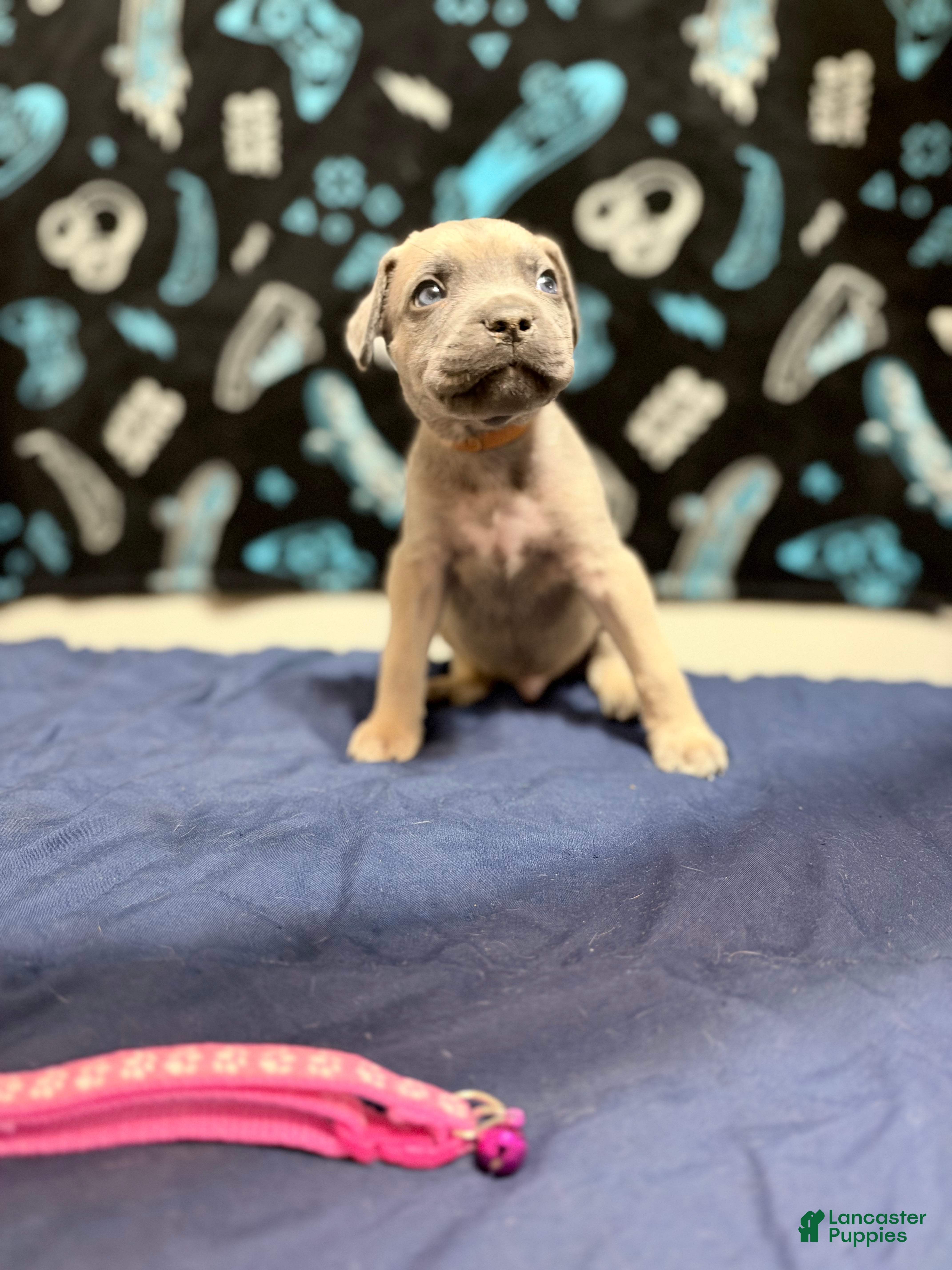 Cane Corso dogs Rupert - brown collar  - Ad 42
