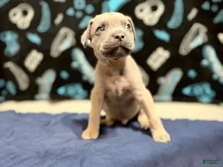 Cane Corso dogs Rupert - brown collar - Ad 42