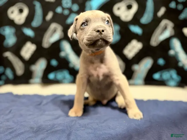 Cane Corso dogs Rupert - brown collar - Ad 42