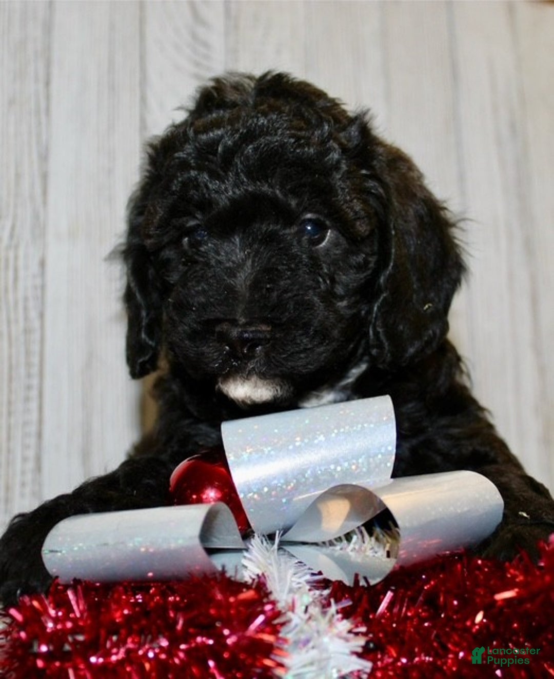 Mixed Breed dogs for sale: Darla - Ad 7