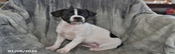 Mixed Breed dogs for sale: Millie - Ad 2