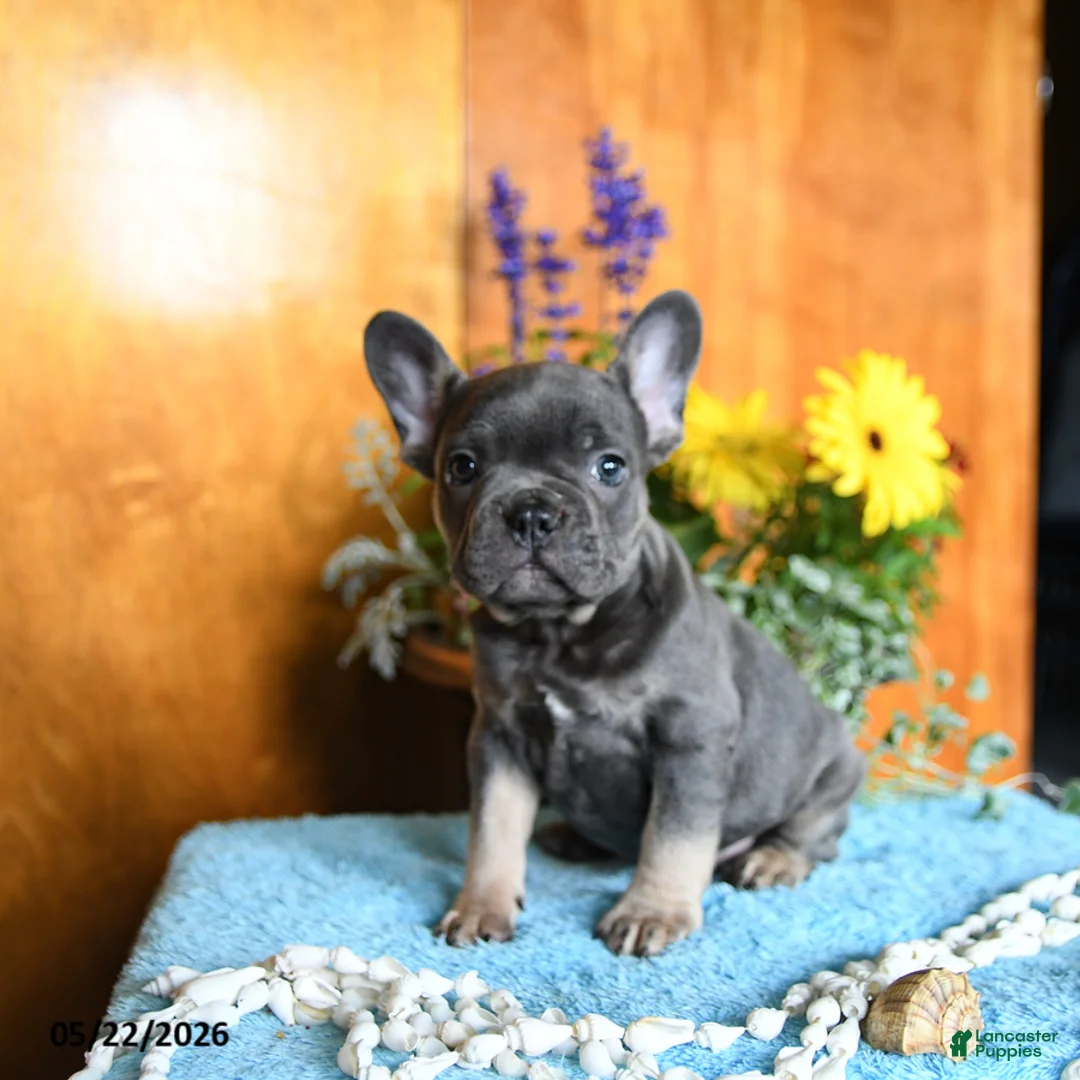 French Bulldog dogs for sale: Pepper - Ad 5