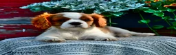 Cavalier King Charles Spaniel dogs for sale: Jasper - Ad 3