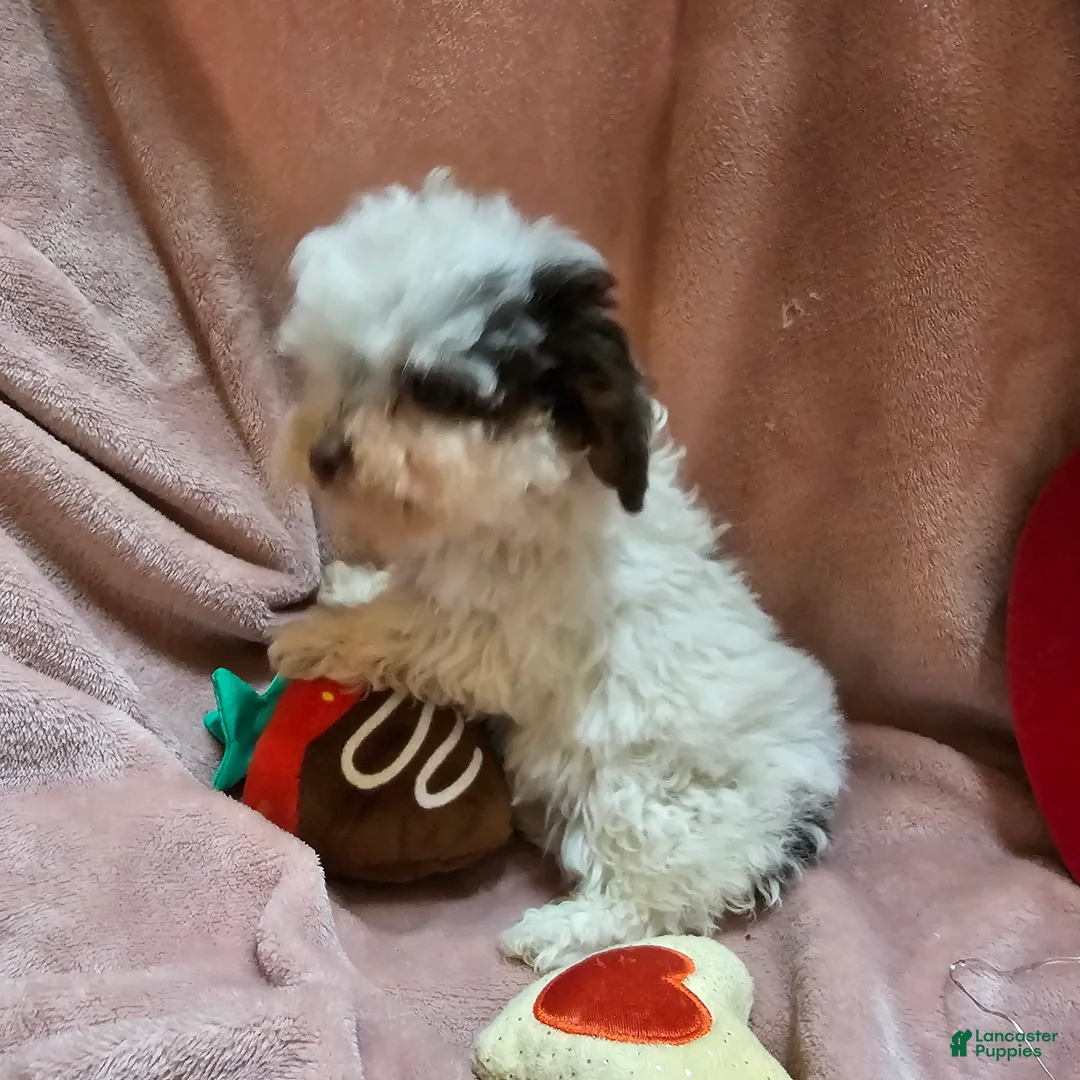 Cockapoo dogs for sale: Sparkle - Ad 3