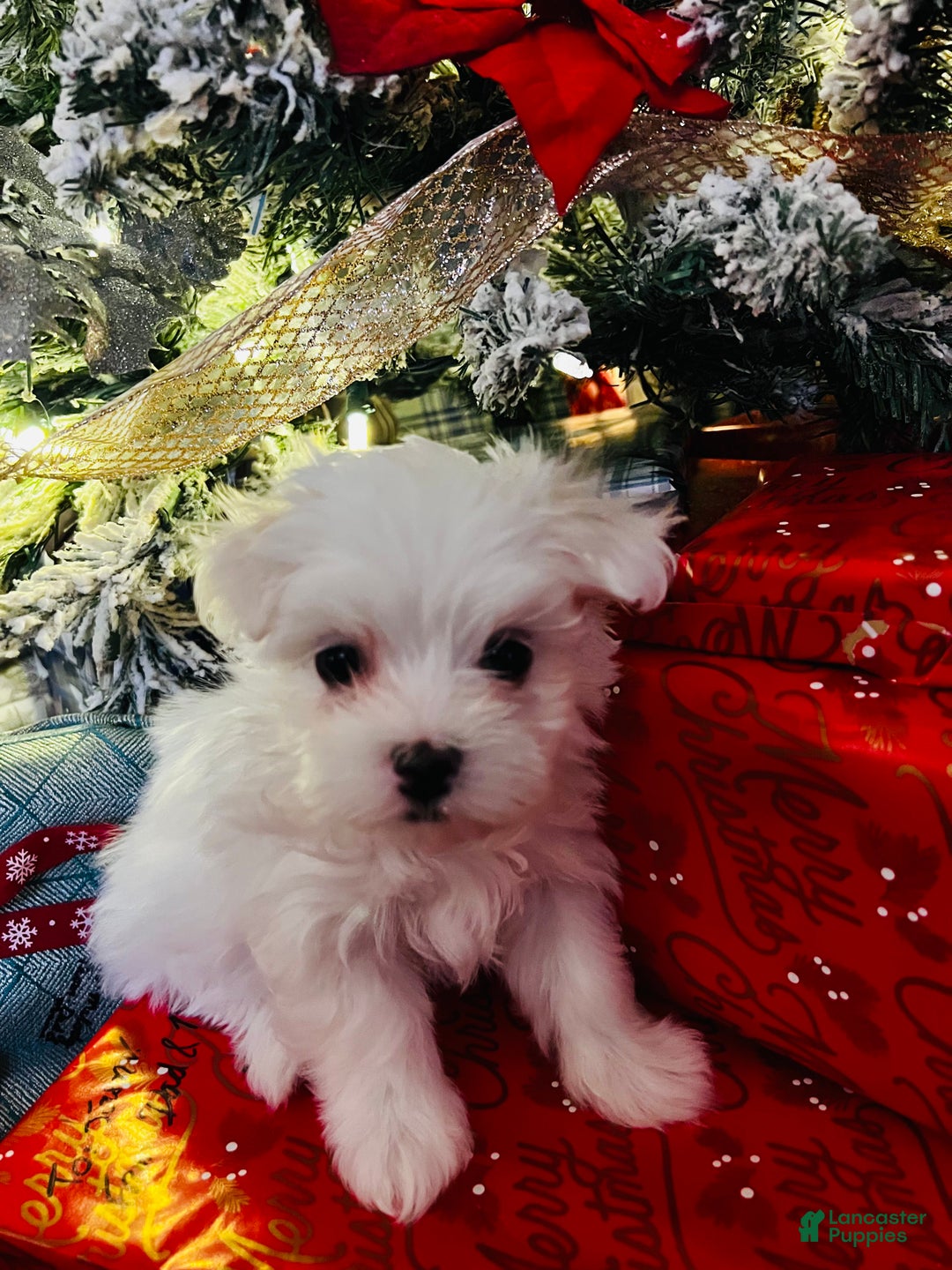 Maltese dogs for sale: Ribbons - Ad 13