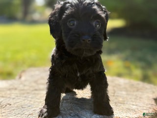 Cockapoo dogs Ebony - Ad 40