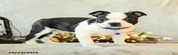 Boston Terrier dogs for sale: Coffee - Ad 4