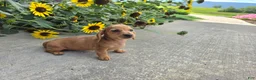 Miniature Dachshund dogs for sale: Holly - Ad 6