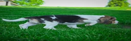 Beagle dogs for sale: Noah - Ad 4