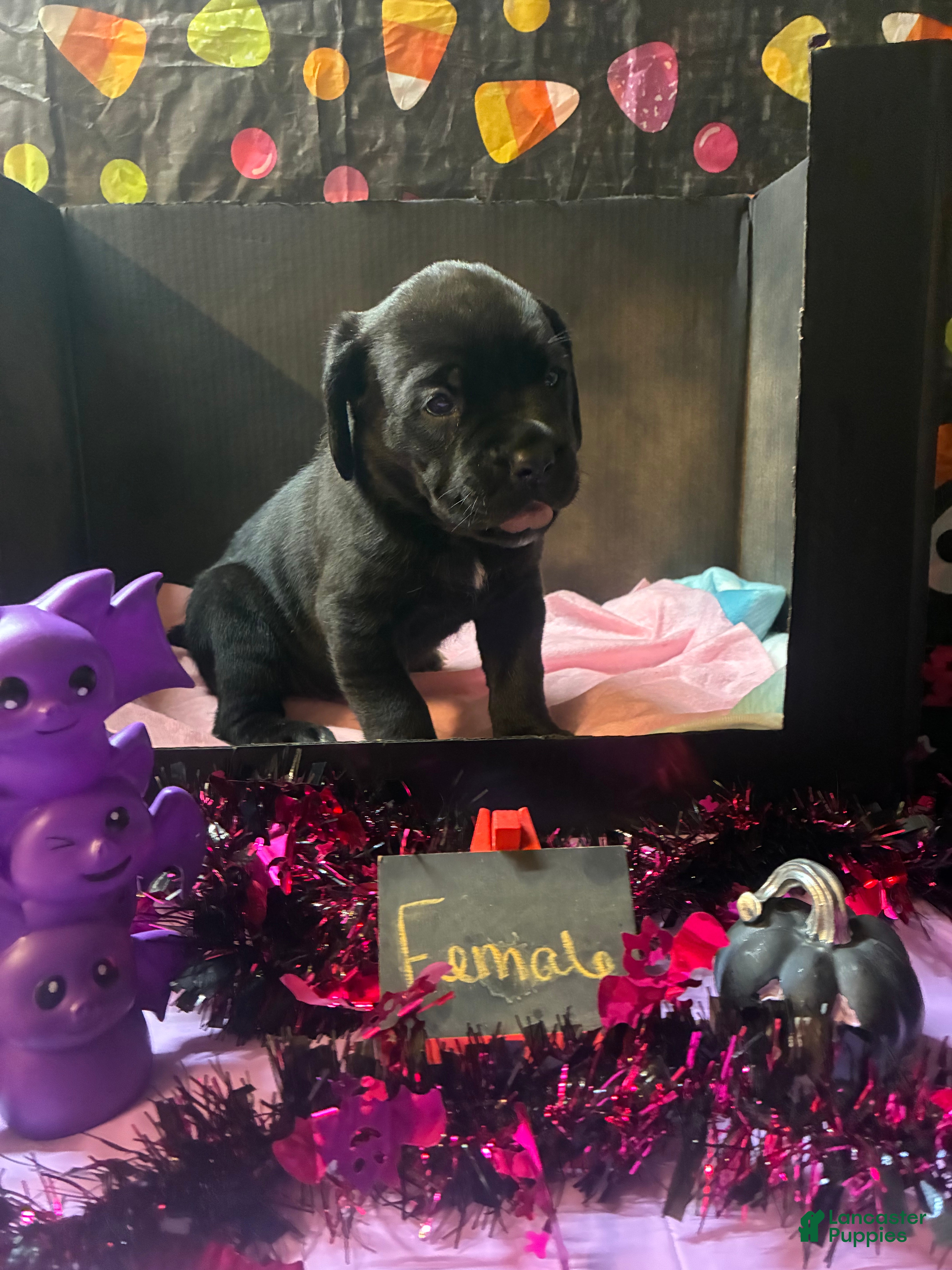 Cane Corso dogs Cane Corso 2 - Ad 1