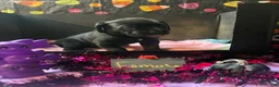 Cane Corso dogs for sale: Cane Corso 2 - Ad 1