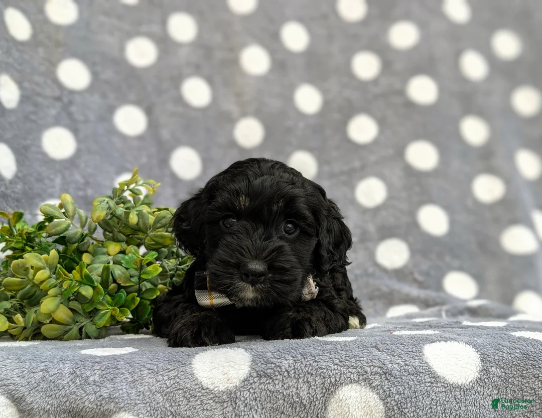 Cockapoo dogs for sale: Jordi - Ad 6