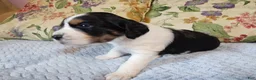 English Springer Spaniel dogs for sale: Amy - Ad 3