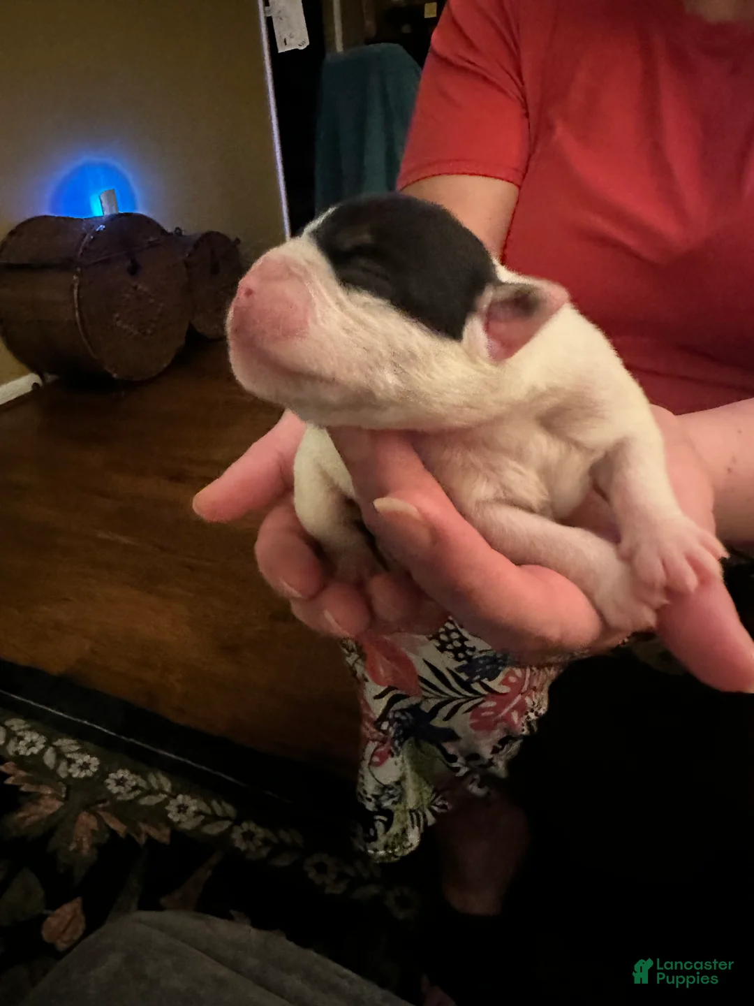 Mixed Breed dogs for sale: English Bulldog Puppy 8 - Ad 3