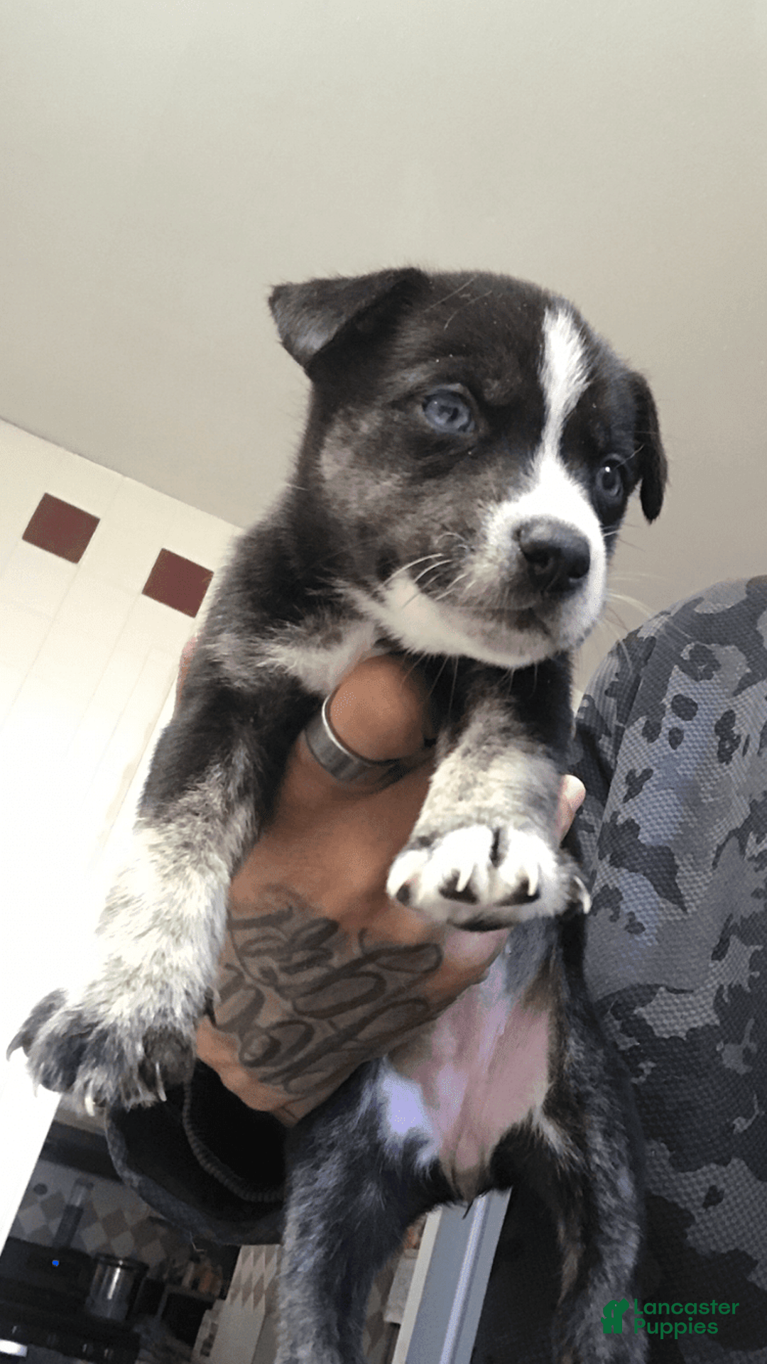 Gallery Image {{count}}