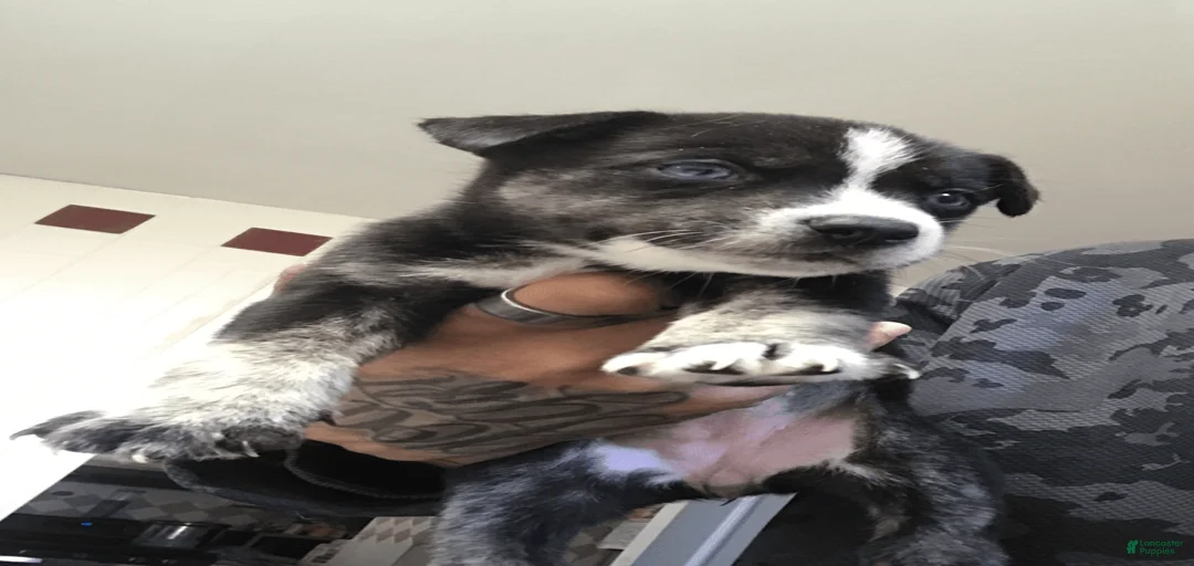 Gallery Image {{count}}