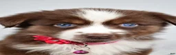 Miniature Australian Shepherd dogs for sale: Darcy - Ad 8