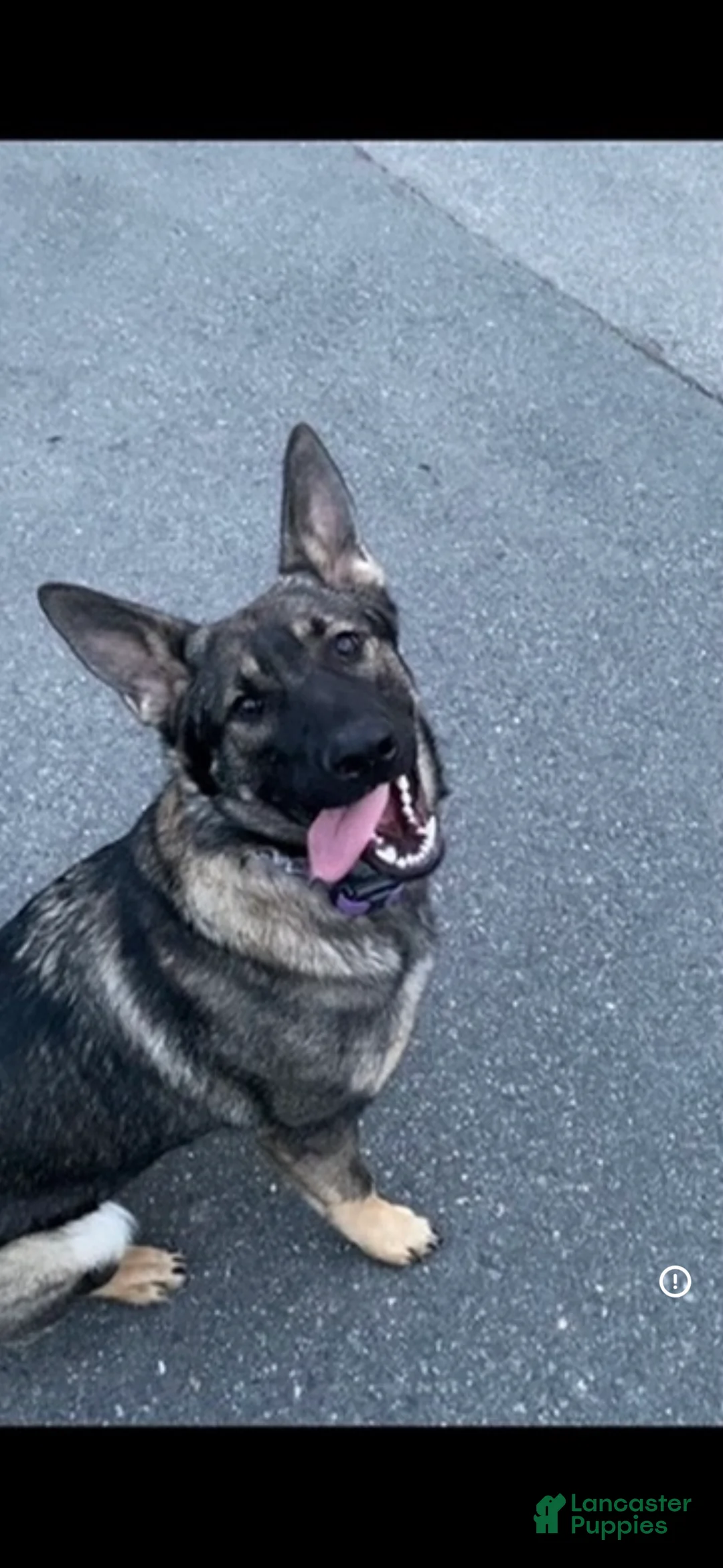 Mixed Breed dogs for sale: Daffodil - Ad 3