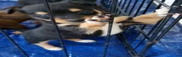 Chihuahua dogs for sale: Teddy - Ad 2