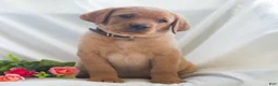 Labrador Retriever dogs for sale: Jaylee  - Ad 2