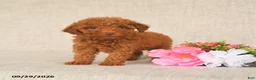 Toy Poodle dogs for sale: Tammy - Ad 3
