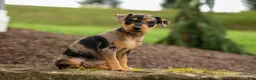 Miniature Pinscher dogs for sale: ACE - Ad 15