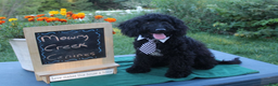 Aussiedoodle dogs for sale: Arthur - Ad 1
