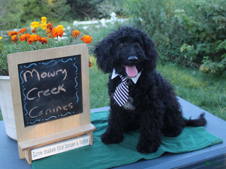 Aussiedoodle dogs Arthur - Ad 2