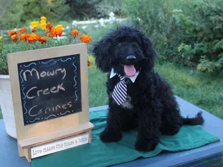 Aussiedoodle dogs Arthur - Ad 17