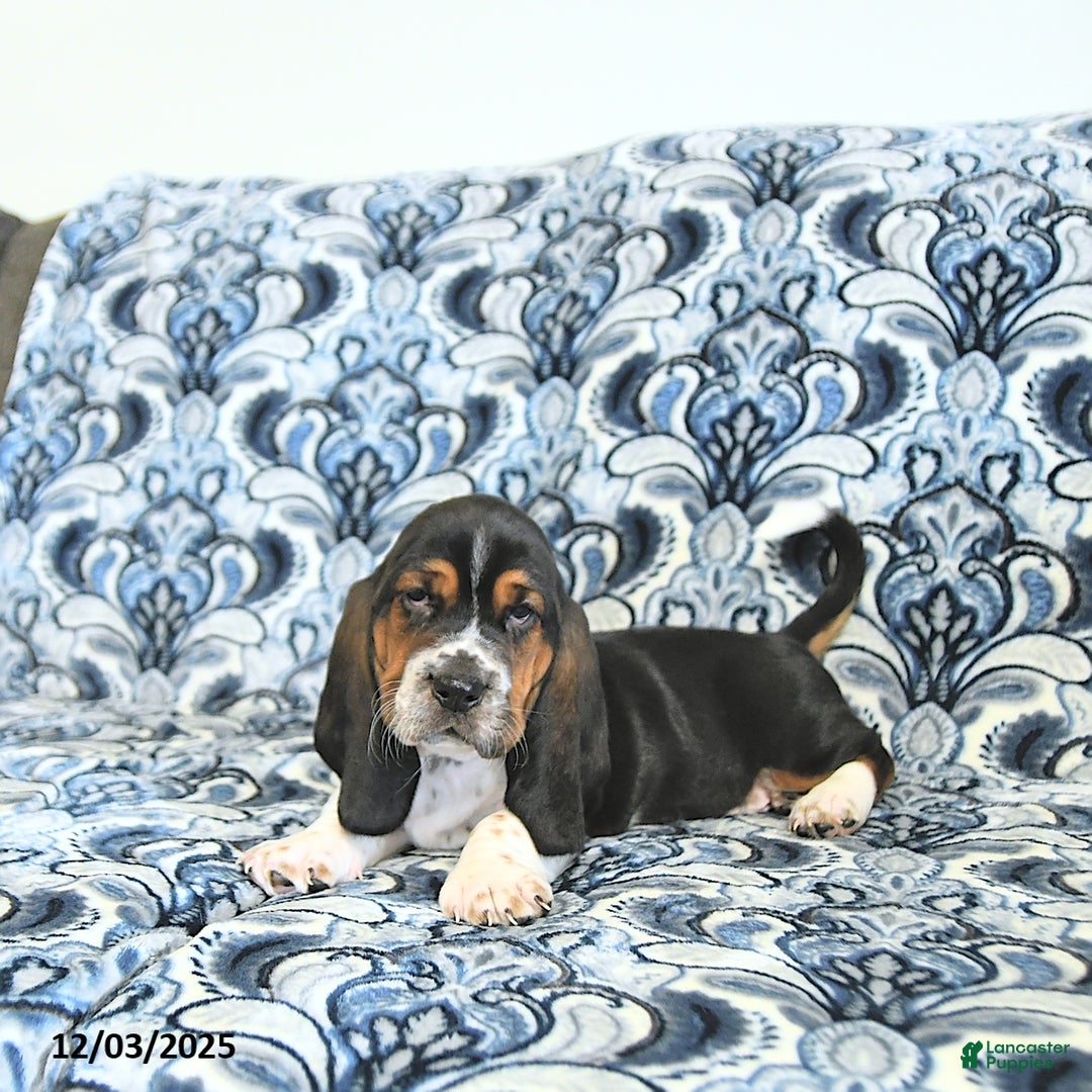Basset Hound dogs for sale: Pete - Ad 4