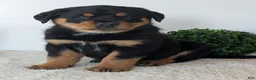 Mixed Breed dogs for sale: Tank - Ad 10