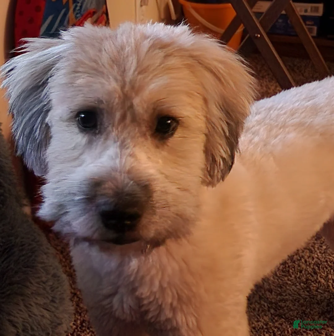 Whoodle dogs for sale: Green - Ad 2