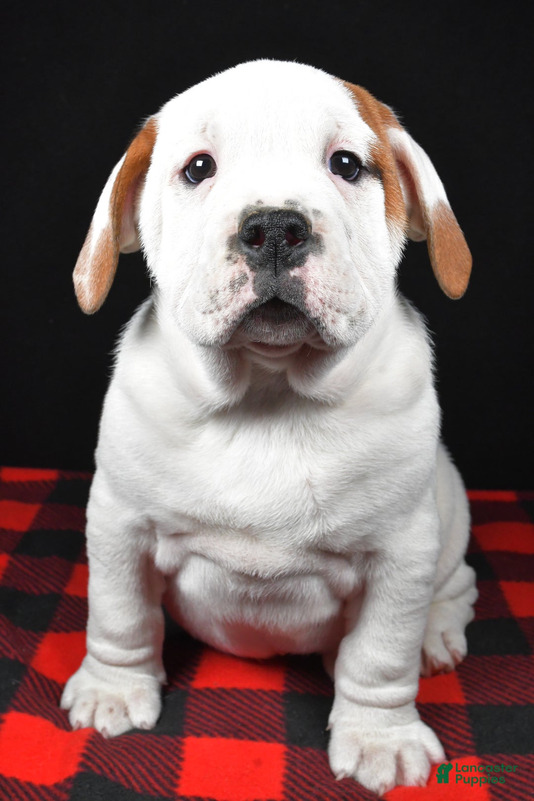 Beabull dogs for sale: Romeo - Ad 5