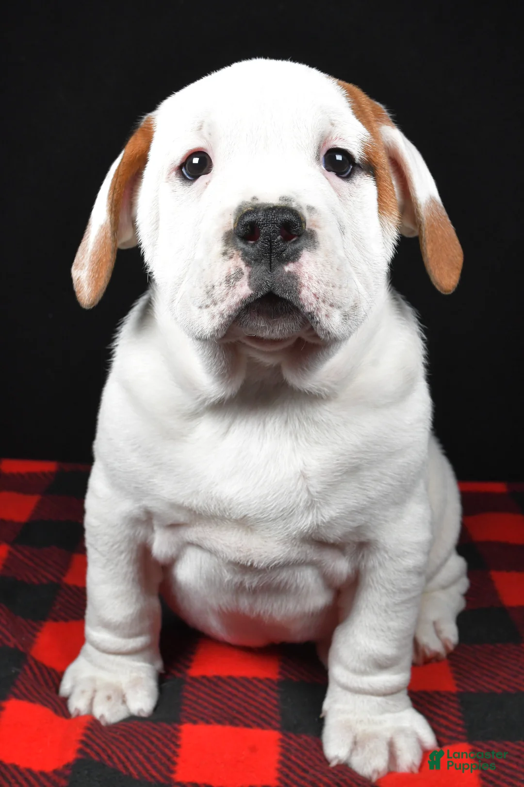 Beabull dogs for sale: Romeo - Ad 5