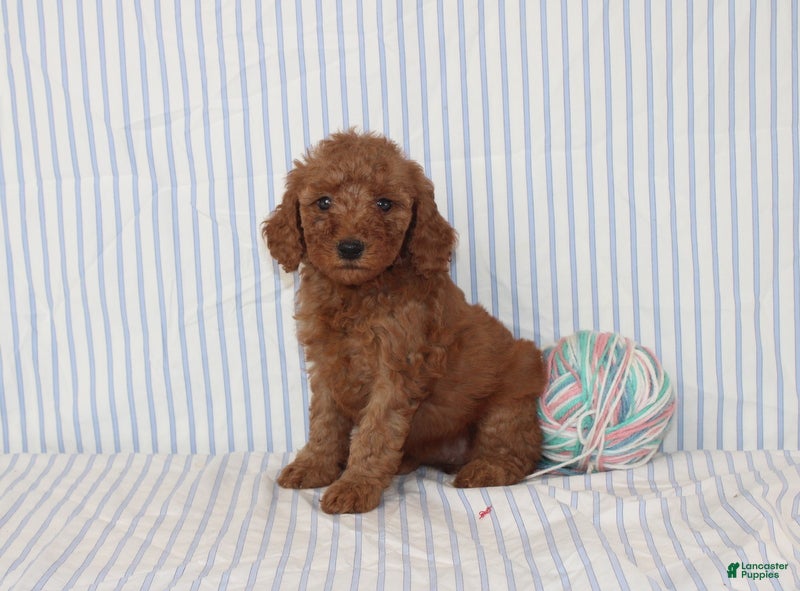 Mini Goldendoodle dogs Marley - Ad 1